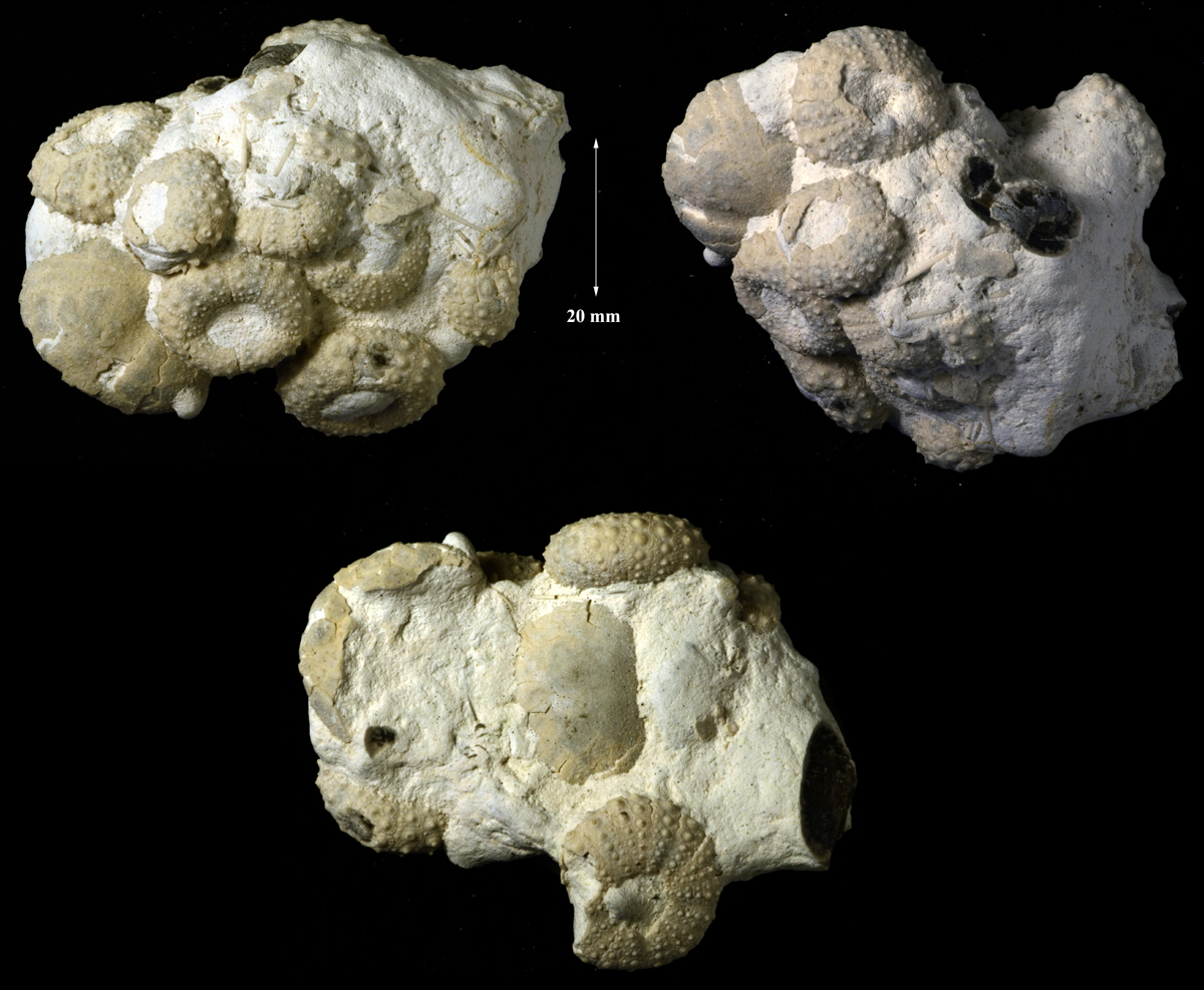 Phymosoma granulosum, Dalbyover