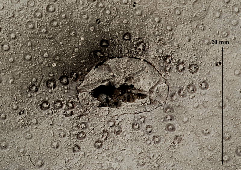 Echinocorys peristomalplader