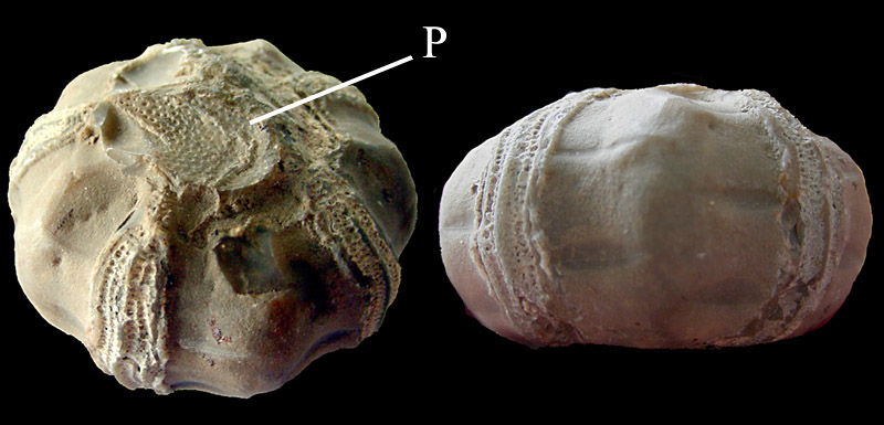 (?) Tylocidaris baltica - stenkerne