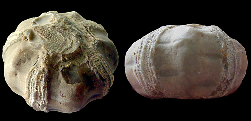 (?) Tylocidaris baltica - stenkerne
