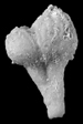 Tylocidaris pig 2-delt