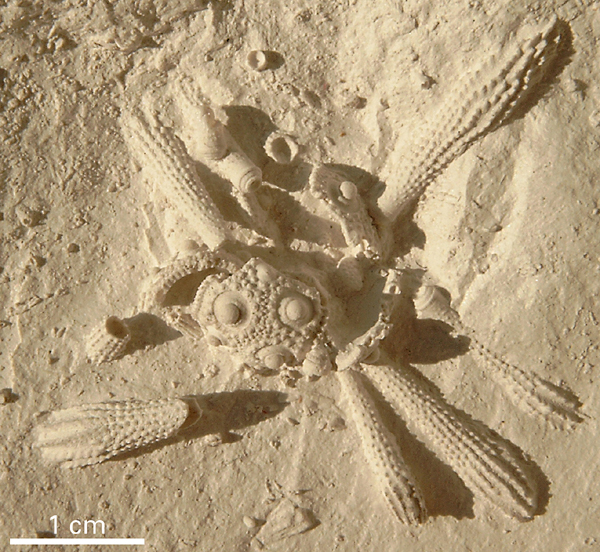 Tylocidaris rosenkrantzi