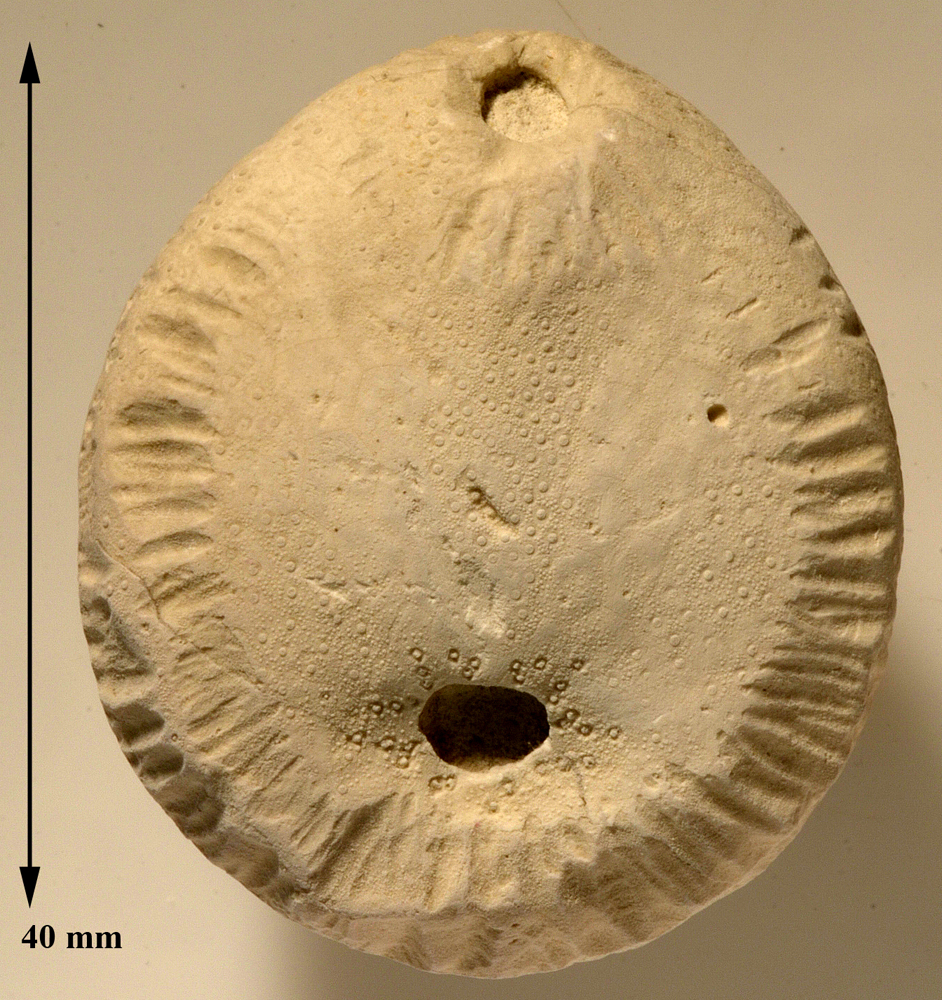 Echinocorys med bidmærker