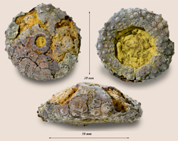 Coelopleurus cf. wetherelli-Treldens