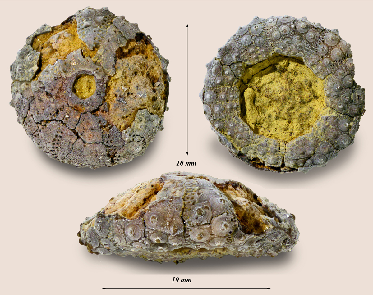 Coelopleurus sp. cf. C. wetherelli