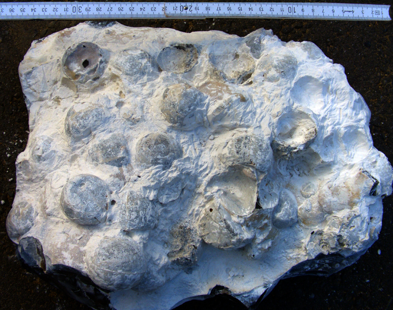 Echinocorys sp. Møn