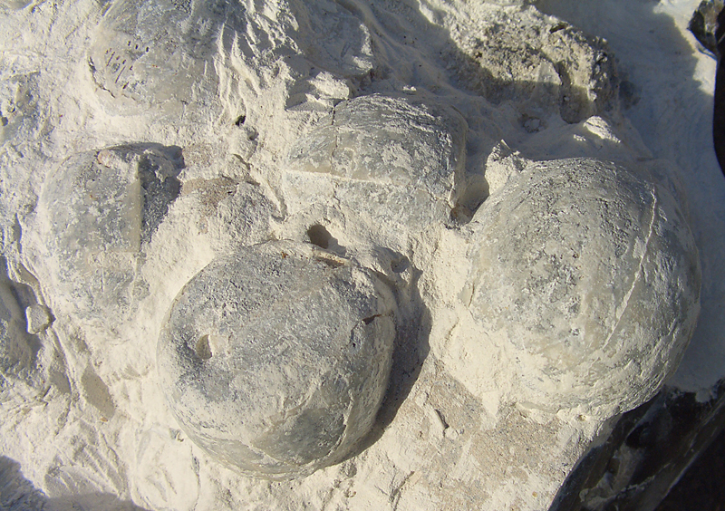 Echinocorys sp. Møn