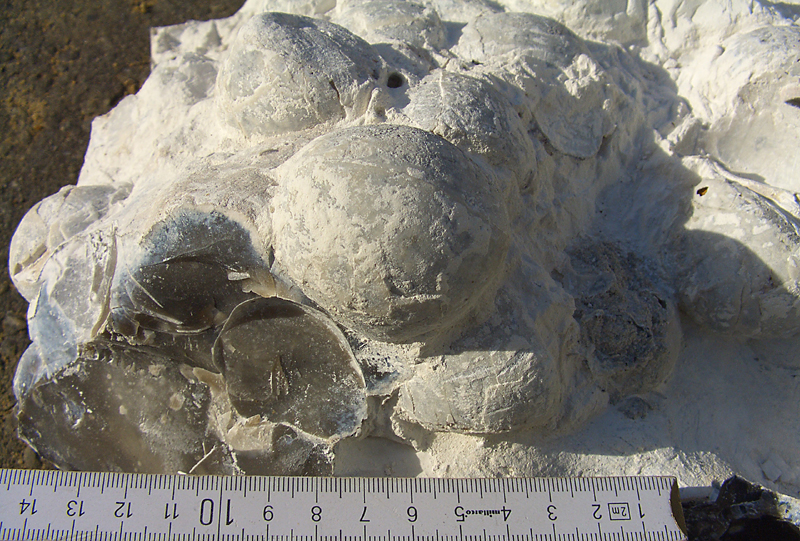Echinocorys sp. Møn
