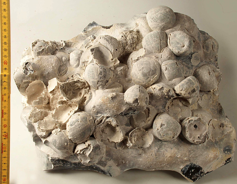 massevis Echinocorys, Møn DK562