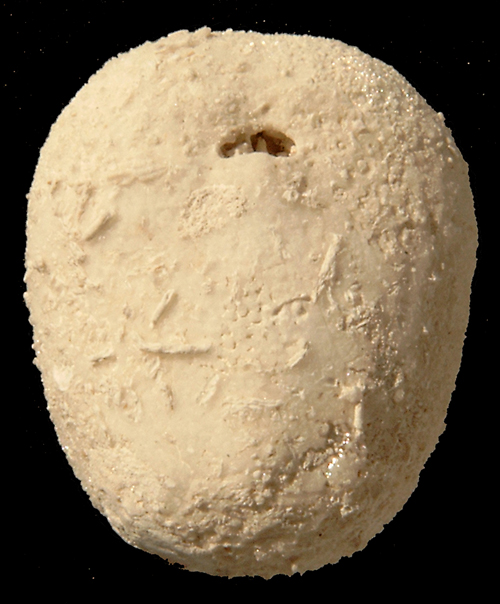 Brissopneustes_danicus