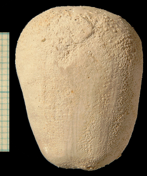 Brissopneustes_danicus
