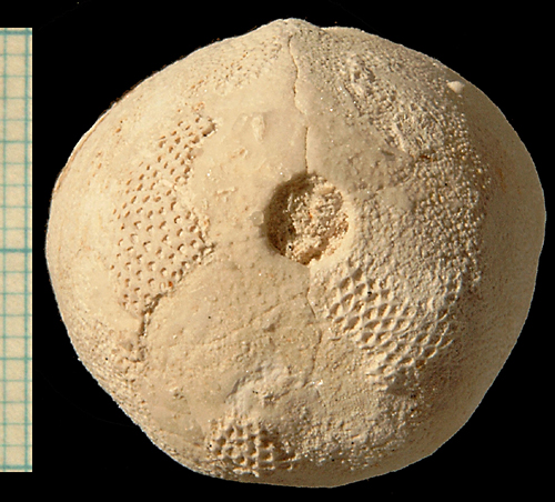 Brissopneustes_danicus