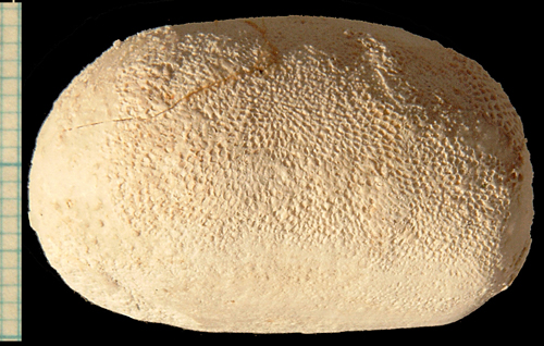 Brissopneustes_danicus