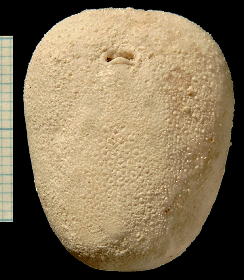 Brissopneustes danicus