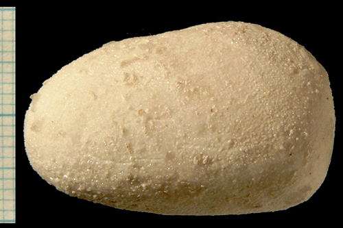 Brissopneustes danicus