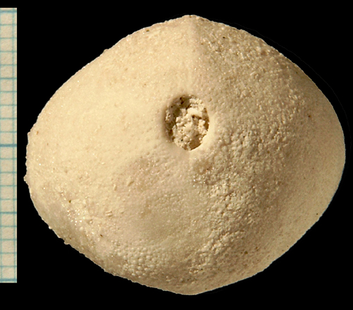 Brissopneustes danicus