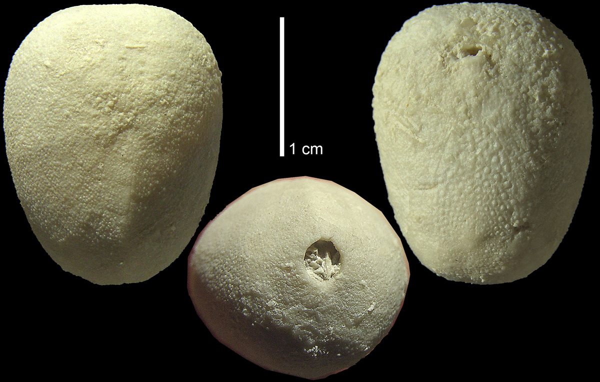 Brissopneustes danicus