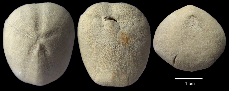 Brissopneustes suecicus - Dalbyovre