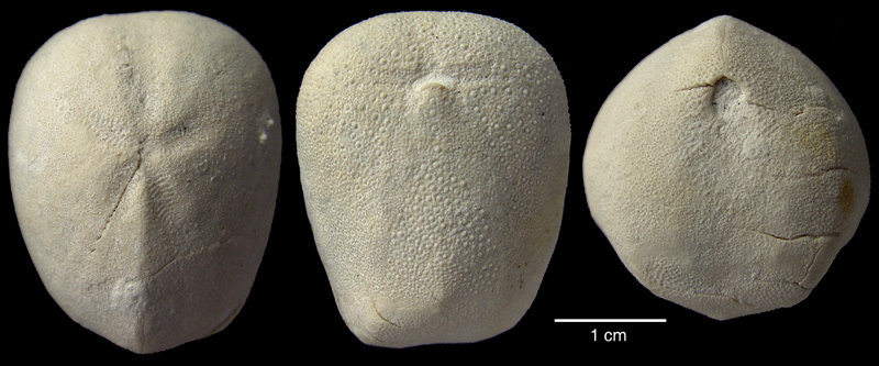 Brissopneustes suecicus - Dalbyovre