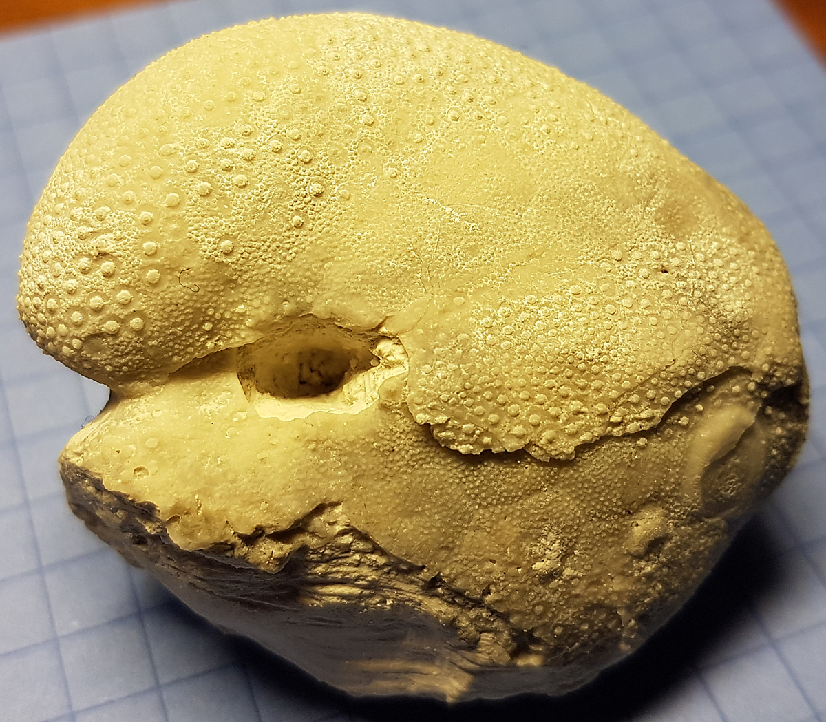 Cardiaster granulosus