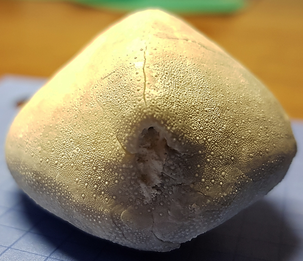 Cardiaster granulosus