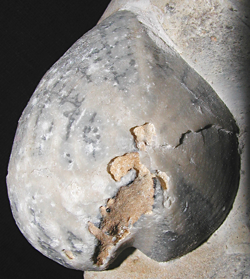 Cardiaster granulosus