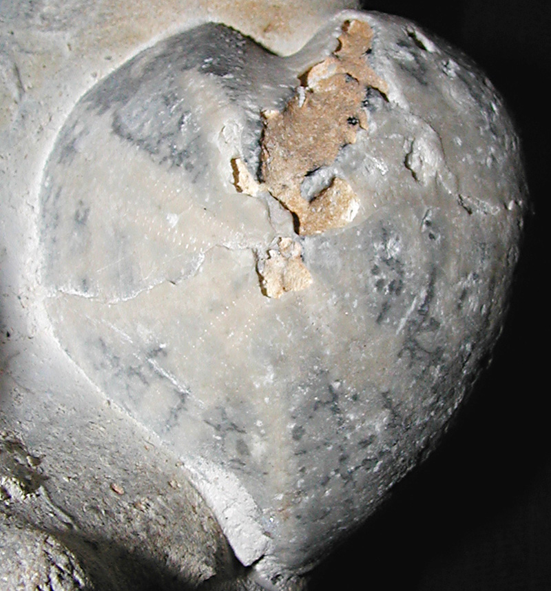 Cardiaster granulosus