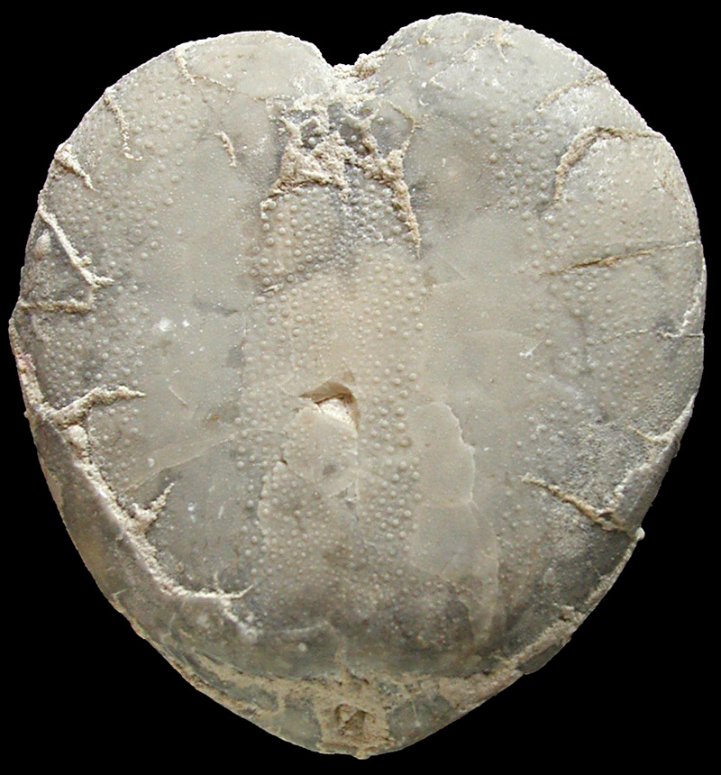 Cardiaster granulosus