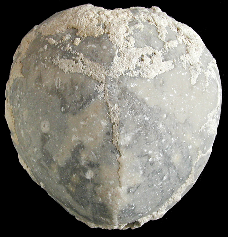 Cardiaster granulosus, Møns Klint