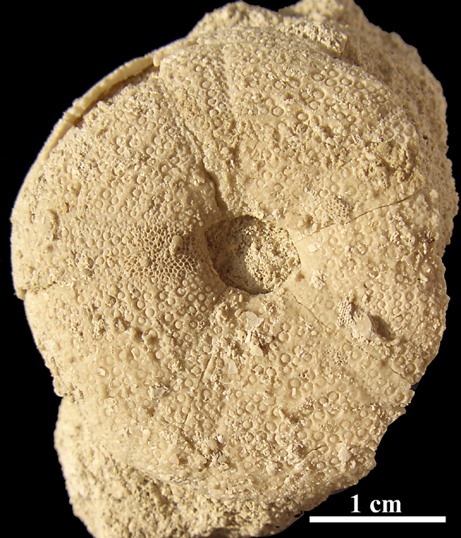 Conulus sp.