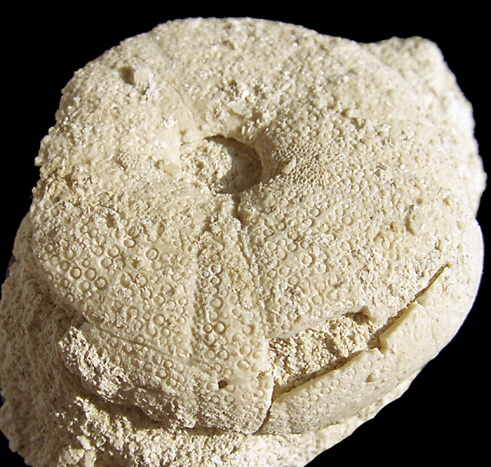 Conulus sp.