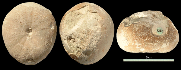 Conulus magnificus