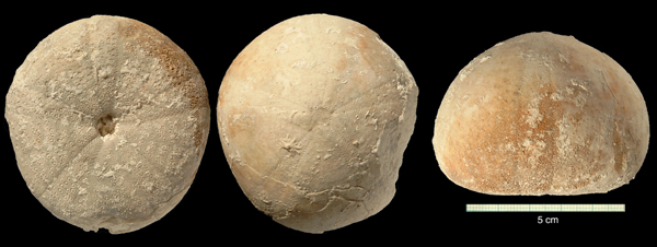 Conulus magnificus