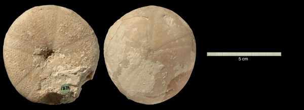 Conulus magnificus