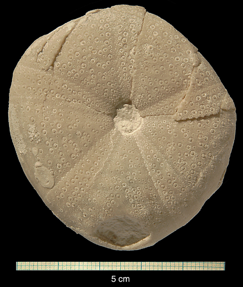 Conulus magnificus
