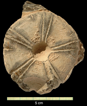 Conulus sp.