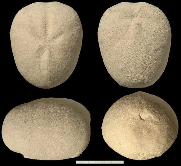 Cyclaster bruennichi