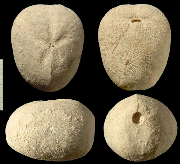 Cyclaster bruennichi
