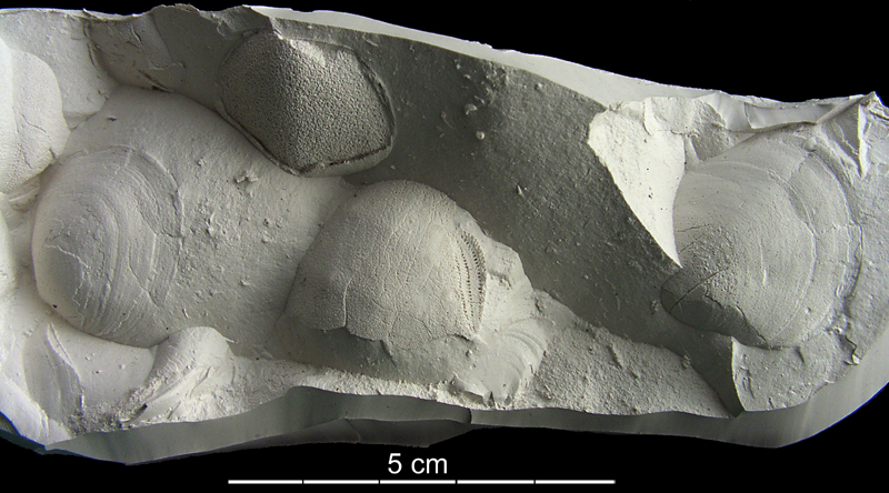 Cyclaster sp.