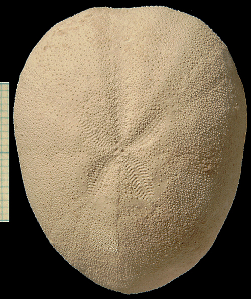 Cyclaster bruennichi