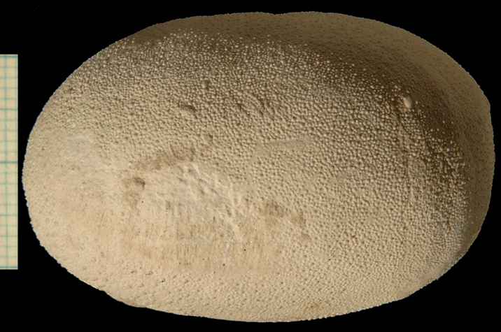 Cyclaster bruennichi
