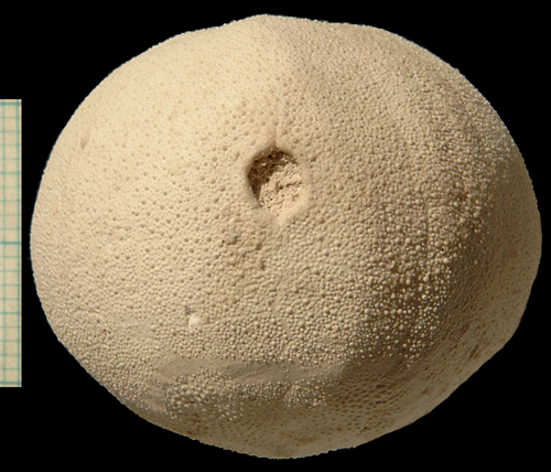 Cyclaster bruennichi