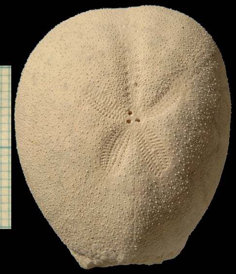 Cyclaster bruennichi