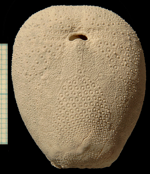 Cyclaster bruennichi