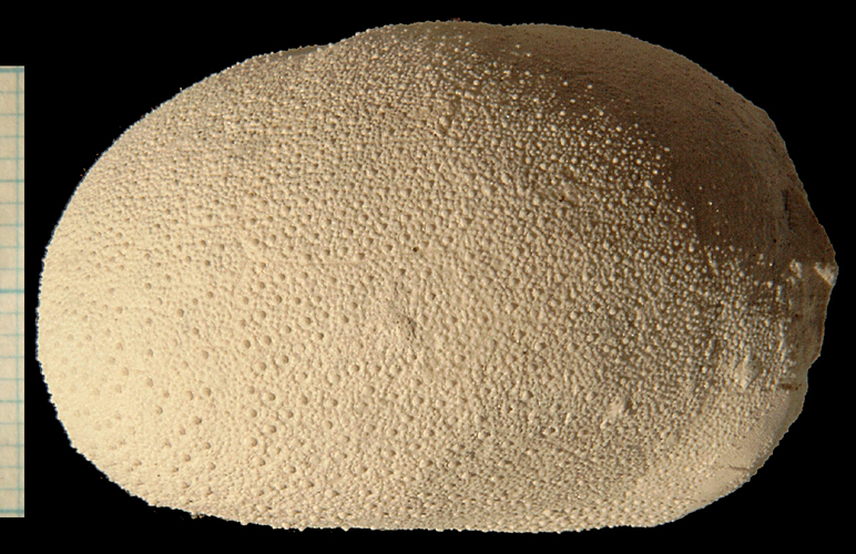 Cyclaster bruennichi