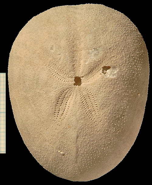 Cyclaster bruennichi