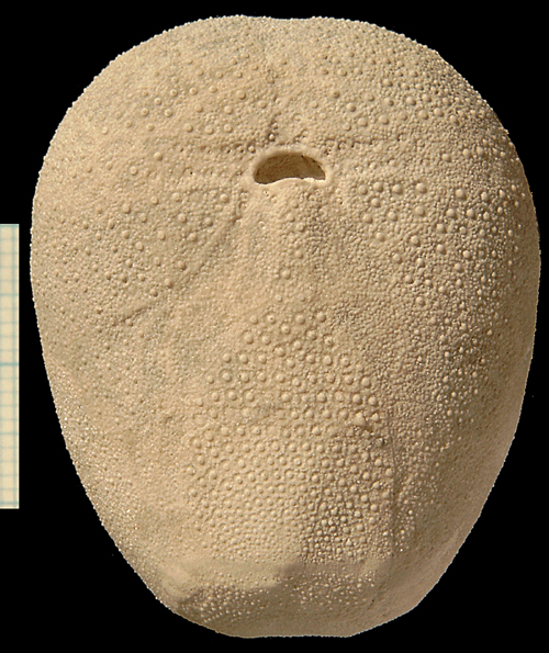 Cyclaster bruennichi