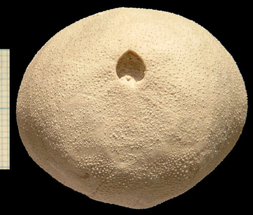 Cyclaster bruennichi