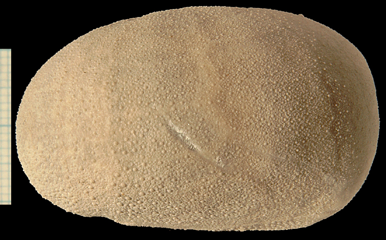 Cyclaster bruennichi