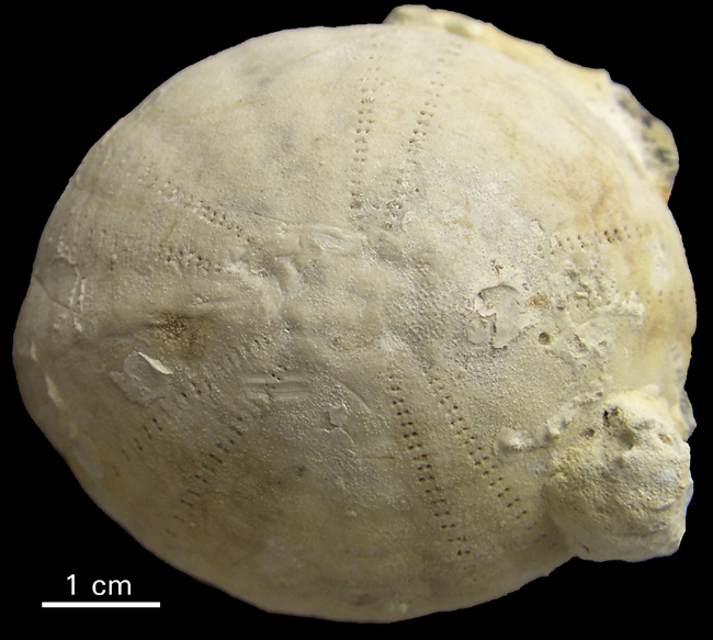 Snegleboring i Echinocorys sulcatus
